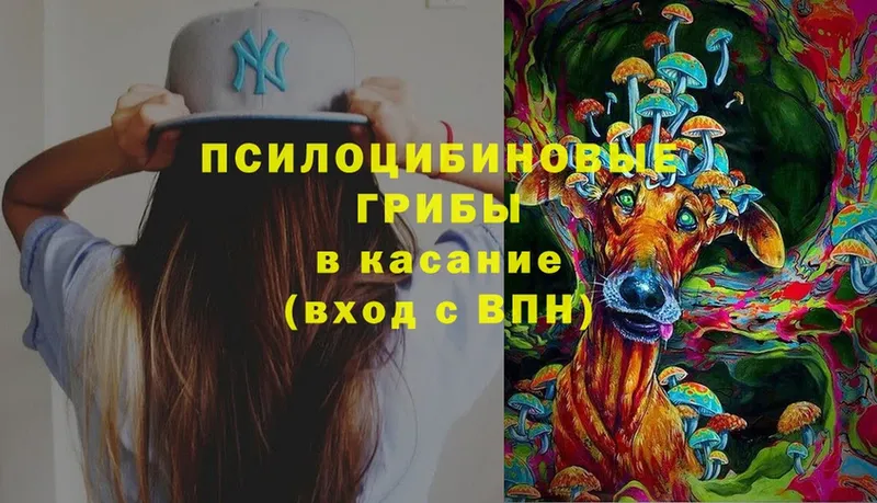 blacksprut маркетплейс  купить наркотик  Валдай  Псилоцибиновые грибы Magic Shrooms 